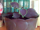 coleus.jpg