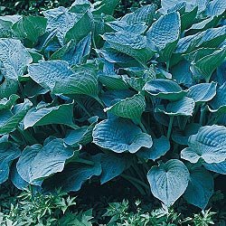 Colossal Blue Hosta_.jpg