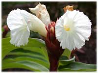 costus_speciosus.jpg