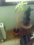 dsc00012.jpg