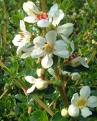 escallonia white.jpg
