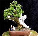 escalonia bonsai.jpg
