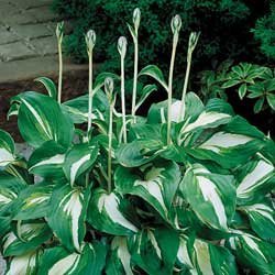 Green and White Hosta.jpg
