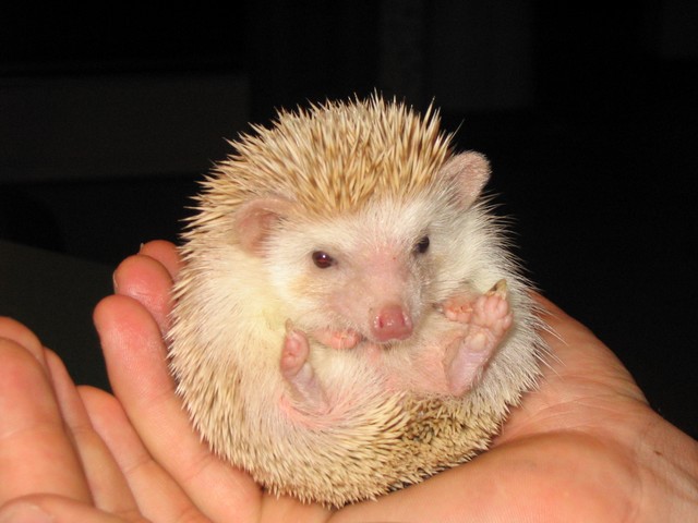hedgehog.jpeg