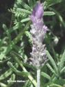 lavanda--.jpg