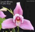 Lycaste.jpg