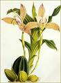 Lycaste 2.jpg