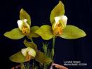 Lycaste 3.jpg