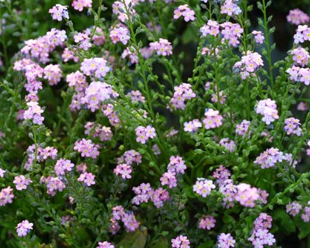 myosotis-alpestris5.jpeg