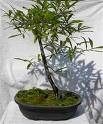 Quercus phellos bonsai.jpg
