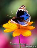 th_flower01.jpg