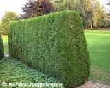 thuja occ. smaragd.jpg