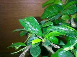 17112009167.jpg