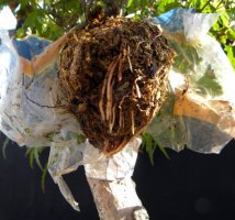20.) palmatum.jpg