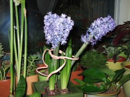 2008_01020020.jpg