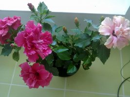 20130704068.jpg