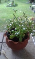 20150706_190218.jpg