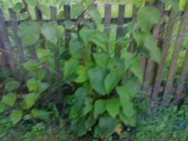 23072010770_resize.jpg