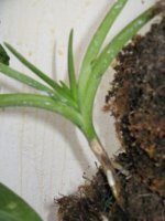 7_spasena vanda.jpg