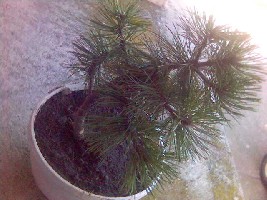 ABCD0006.JPG