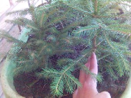 ABCD0019.JPG