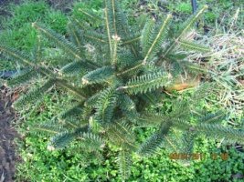 abies pinsapo 1.jpg