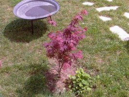 acer.jpg