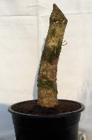 AcerCampestre1.JPG