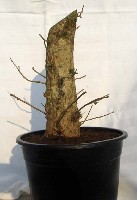 AcerCampestre2.JPG