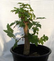 AcerCampestre3.JPG