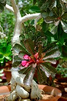 adenium800.jpg