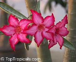 Adenium.jpg