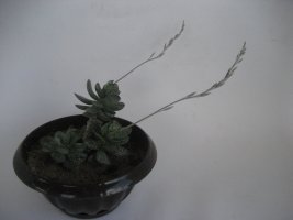 adromichus.jpg