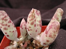 ADROMISCHUS COOPERI.jpg
