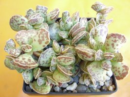 adromischus coperi.jpg