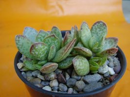 adromischus coperi 2.jpg