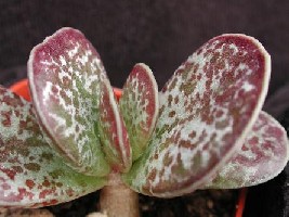adroMISCHUS MACULATUS.jpg