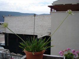 agapanthus.jpg