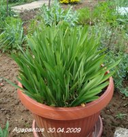 agapanthus x.jpg