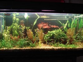 akvarij.jpg