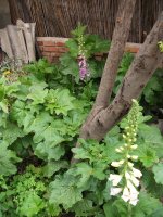 alcea.jpg
