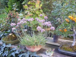 allium.jpg