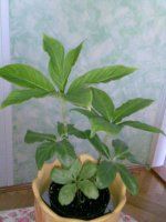 amorphophallus  bulbifer.jpg