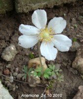 anemone1.jpg