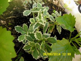arabis.jpg