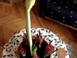 aranzman2.jpg