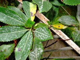 arbutus-070508.jpg