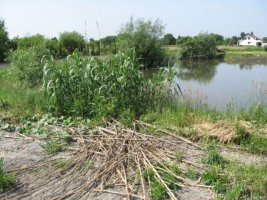 arundo.jpg