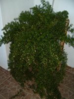 asparagus densiflorus.jpg