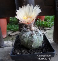 astrophytum101.jpg